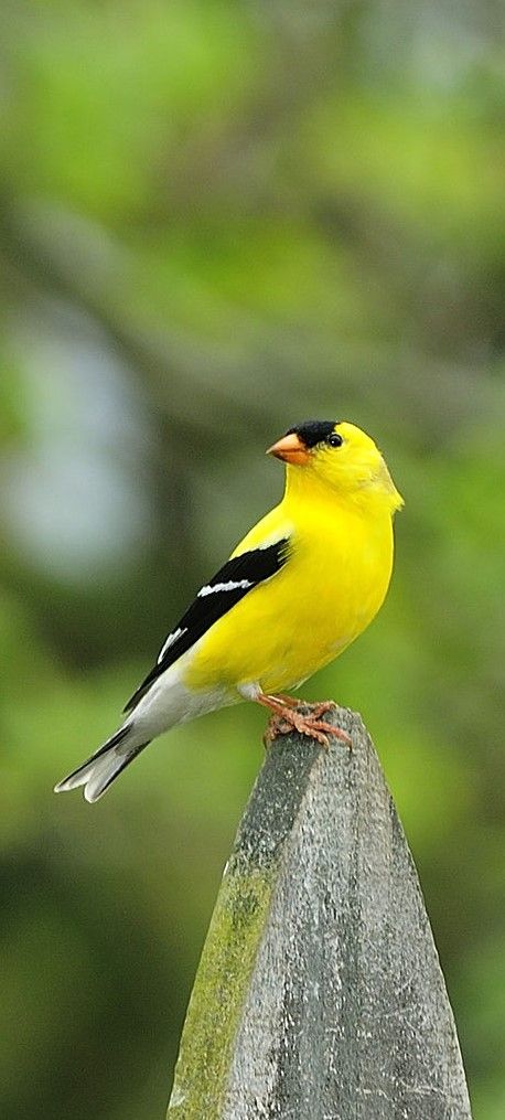 Australia Birds, American Goldfinch, Canary Birds, Bird Hunting, Animal Jam, Australian Birds, Larry Bird, Goldfinch, Bird Pictures