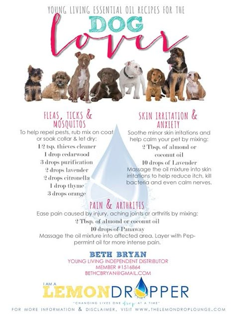 HOW TO GET RID OF THAT STINKY DOG SMELL - Unskinny Boppy Essential Oils For Pets, Essential Oils For Dogs, Essential Oils Dogs, Stinky Dog, Young Living Essential Oils Recipes, Dog Smells, Yl Oils, Oils For Dogs, Oil Remedies