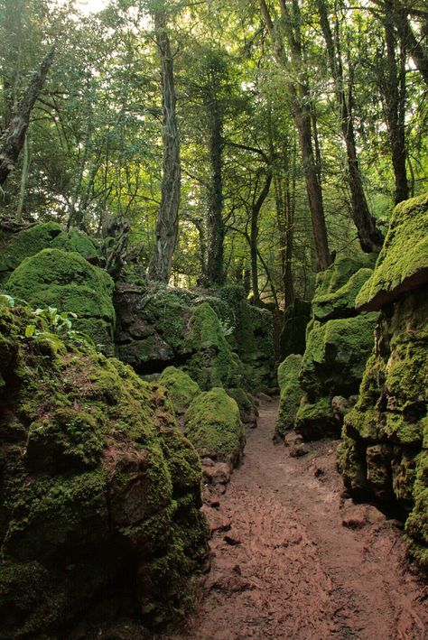 Herefordshire England, Mossy Rocks, Forest Of Dean, Hereford, Walk In The Woods, Gloucester, Alam Yang Indah, Beautiful World, Beautiful Landscapes