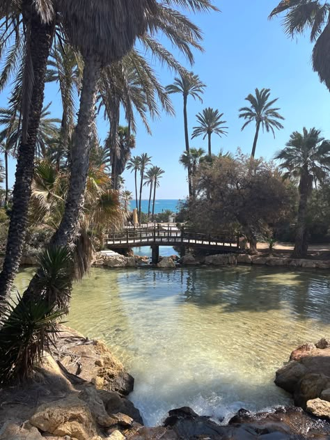 Palm tree grove park in alicante spain Beach Spain, Spain Beach, Spain Nature, Alicante Aesthetic, Coastal Spain Travel, Alicante Photo Ideas, Alicante Spain Things To Do In, Alicante Spain Aesthetic, Alicante Beach