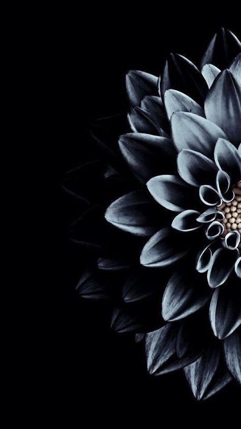 Wallpapers for iPhone and Android. Black themes! Click the link below for Tech News n Gadget Updates. Flower Lockscreen, Wallpaper Tumblr Lockscreen, Wallpaper Texture, Lines Wallpaper, Black Phone Wallpaper, Dark Flowers, Iphone Lockscreen, Iphone Wallpaper Vintage, Art Wallpaper Iphone