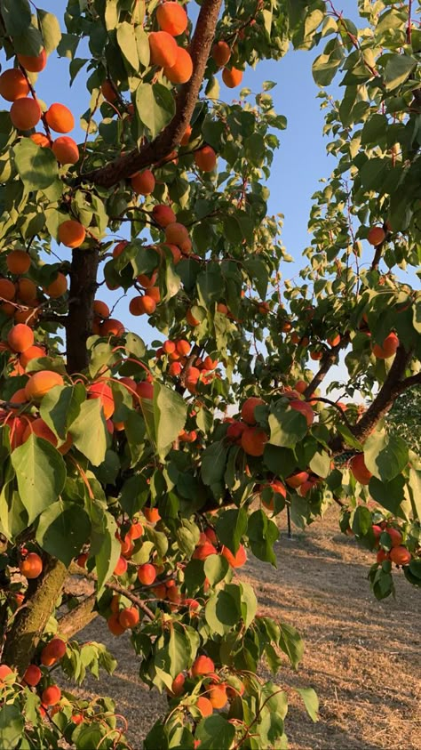 Fruit Field Aesthetic, Peach Farm Aesthetic, Peach Tree Aesthetic, Fruit Tree Aesthetic, Peach Reference, Peaches Aesthetic, Cranberry Spritz, Cmbyn Summer, Peach Farm