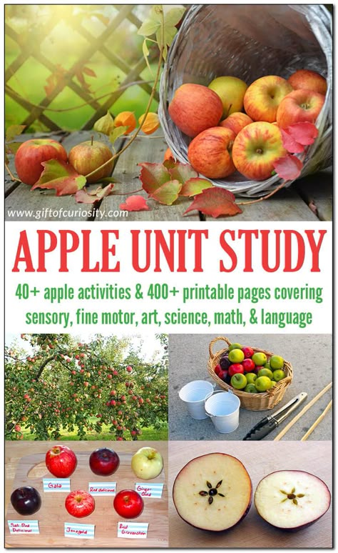 Apple Unit 2nd Grade, September Unit Studies, Apple Lesson Plans, Apple Study, Apple Unit Study, Preschool Apple Activities, Preschool Apple Theme, Books Suggestions, Apple Kindergarten