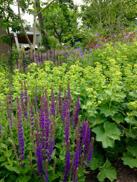 Salvia en Vrouwenmantel Salvia Amistad Combination, Sunny Backyard, Country Backyard, Country Backyards, Planting Combinations, Sunny Garden, Plant Combinations, Garden Photos, Companion Planting