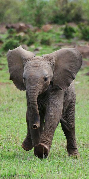 Elephant Photography, Animals Adorable, Elephants Photos, Elephant Pictures, Animal Babies, Baby Elephants, Save The Elephants, Elephant Love