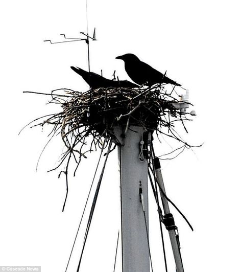 What a position: These two birds obviously took the nautical term quite literally when they decided to build their home on the crow's nest of a yacht Crow Nest, Nautical Terms, Crows Drawing, Crow Painting, Nest Art, American Crow, Crow Bird, Crow Skull, Crow Tattoo