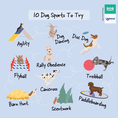 We've pulled together 10 fun sports for you and your dog! Not only will it be a wagging good time for both of you, but it's also a great way to bond and give your pooch a mental and physical workout. We've teamed with our pals @admiral_insurance_uk to bring you the best ones to dip your toes (and paws) in! Activities To Do With Your Dog, Dog Sports, Dog 101, What Dogs, Dog Care Tips, Spaniel Puppies, Dog Activities, Dog Runs, Puppy Care