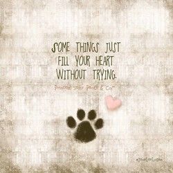 Quotes about Amazing dogs (54 quotes) Fur Baby Quotes, Paw Quotes, Pet Quotes, Dog Memorial Tattoos, Stud Dog, Sassy Pants, Losing A Dog, Dog Memorial, Animal Quotes