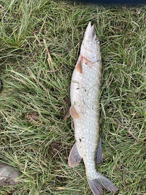 New to pike fishing. That is the largest I’ve caught but. How a lot do you suppose it weighs?
 -10tphky Pike Fish, Pike Fishing, Life Hack, Hunting Fishing, Rap, Hunting, Fishing, Fish, Quick Saves