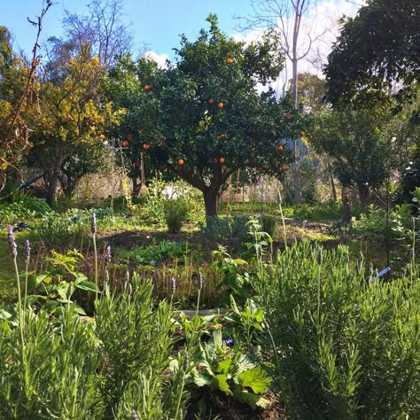 Food Forest Garden, Permaculture Garden, Permaculture Design, Permaculture Gardening, Future Garden, Edible Landscaping, Backyard Farming, Forest Garden, Food Forest