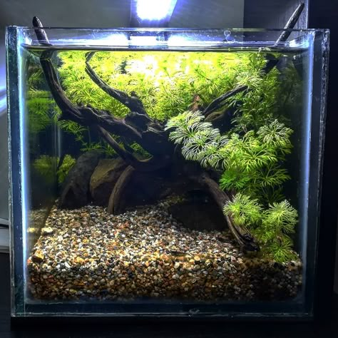 20 Long Planted Tank, 6 Gallon Fish Tank, Betta Fish Setup, Fish Tank Designs, Betta Fish Planted Tank, Cube Fish Tank Ideas, Guppy Tank Setup, Betta Planted Tank, Betta Tank Ideas Aquascaping