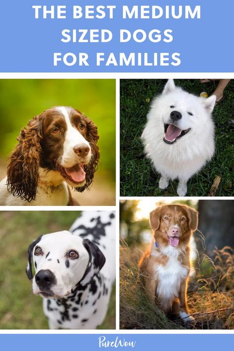 Dogs Medium Size, Men And Dogs, Medium Sized Dog, Friendly Dogs, Cute Medium Sized Dogs, Dog Breeds For Families, Best Dog Breeds For First Time Owners, Good Dog Breeds, Small To Medium Dog Breeds