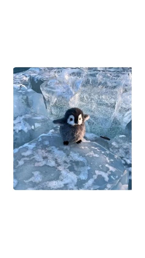 Fondos Apple Watch, Positive Pictures, Hd Cute Wallpapers, Penguin Wallpaper, Penguins Funny, Funny Tiktok, Funny Animal Photos, Baby Penguins