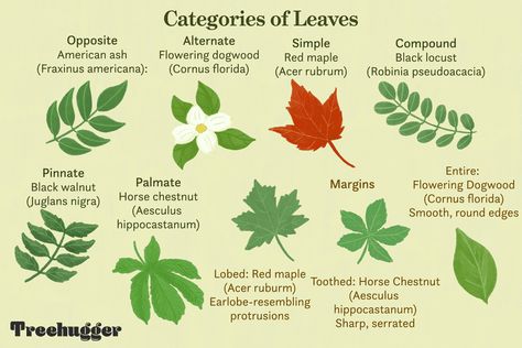 How to Identify Deciduous Trees by Their Leaves How To Identify Trees, Identifying Trees, Juglans Nigra, Leaves Meaning, Texas Trees, Acer Rubrum, Sweet Gum, Florida Plants, Tree Identification