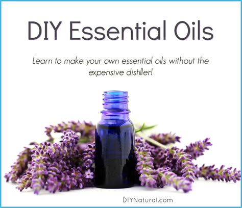 Make Your Own Essential Oils, Lavender Candles Diy, Essential Oil Still, Savon Diy, Oil Extraction, Essential Oils Diy, Homemade Essential Oils, Mint Essential Oil, Diy Essential Oil Recipes