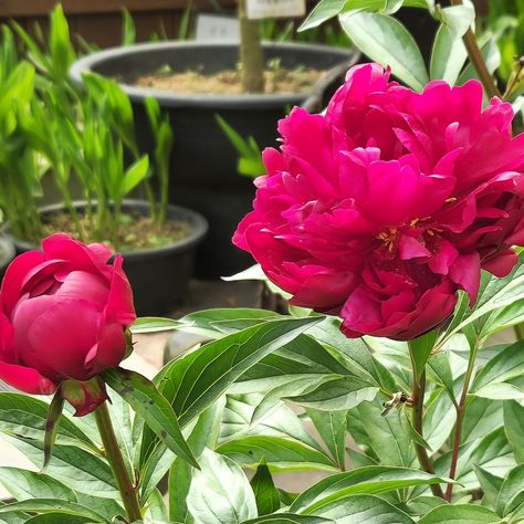 Propagate Peonies, Urban Garden Ideas, Ideal Home Magazine, Garden Whimsy, Beautiful Home Designs, Garden Containers, Diy Renovation, Garden Bench, House And Home Magazine