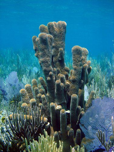 Coral Identification: Types Of Coral (Part 1- Hard Coral) - AquaViews Coral Types, Types Of Coral, Hard Coral, Ocean Coral, Sea Plants, Sea Floor, Raja Ampat, Coral Art, Marine Aquarium