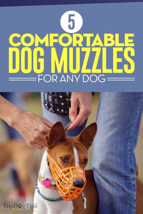 The Best Dog Muzzles for Any Dog Animal Control Officer, Luxury Dog Accessories, Dog Muzzles, Pet First Aid, Small Dog Accessories, Dog Therapy, Supplies Aesthetic, Dog Training Tricks, Tactical Dog Harness