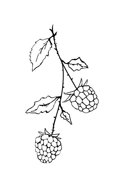 Rasberry Tattoos Simple, Wild Berry Tattoo, Raspberry Drawing Simple, Black Raspberry Tattoo, Raspberry Bush Tattoo, Raspberry Tattoo Minimalist, Blueberry Tattoo Minimalist, Berry Tattoos, Raspberry Drawing