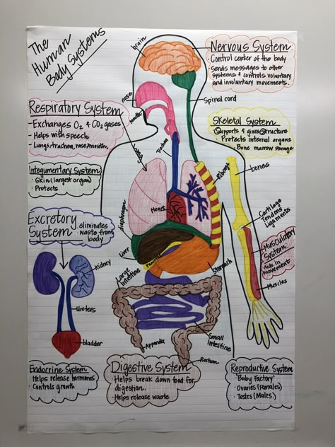 Human body systems anchor chart for 7th grade science. Human Body Systems Anchor Chart, Human Body Projects Middle School, Science Body Systems, Digestive System Anchor Chart, Health Science Teacher, Human Body Systems Projects Middle School, Grade 5 Human Body Systems, Body Systems Anchor Chart, Human Body Anchor Chart