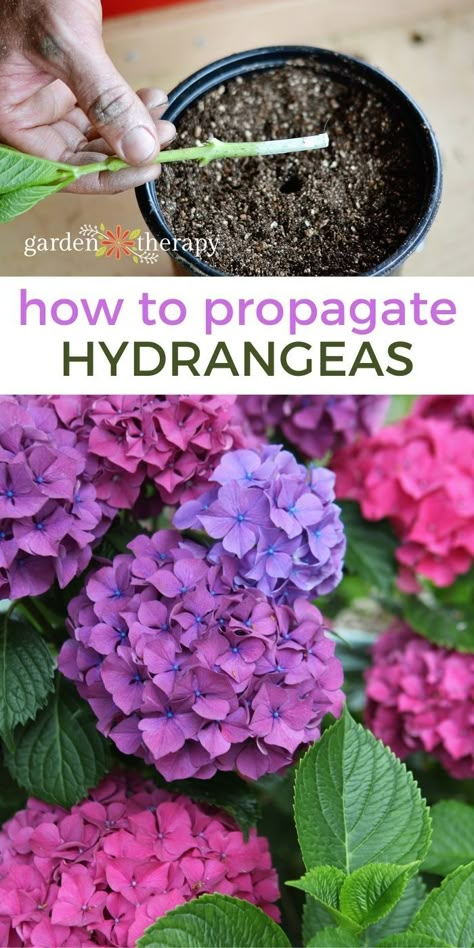 How To Propagate Hydrangeas, Hydrangea Propagation, Hydrangea Plant Care, When To Prune Hydrangeas, Propagating Hydrangeas, Hydrangea Plant, Plants From Cuttings, Hydrangea Landscaping, Hydrangea Care