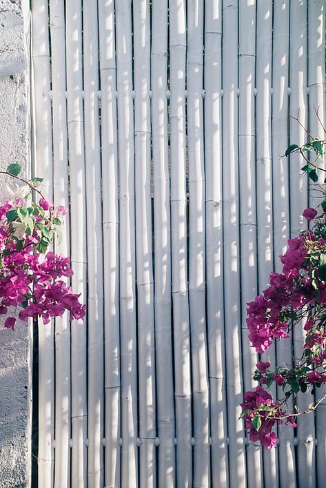 Simple, stylish bamboo wooden fence painted in white with the ... White Bamboo Fence, Fence Bamboo Ideas, White Painted Bamboo Fence, Bamboo Screening Ideas, Painted Bamboo Fence, Bamboo Fencing, Bamboo Wall Garden, White Wooden Fence, White Wood Fence