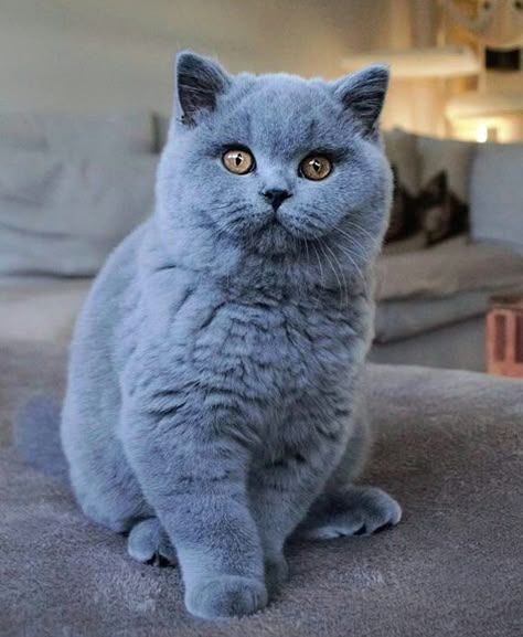 boy Billy - Ruíz British Blue Cat, British Cat, British Shorthair Kittens, British Short Hair, British Shorthair Cats, Shorthair Cat, Grey Cat, British Shorthair, Cat Aesthetic