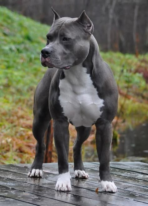 Pitbull Dog Names, Pitbull Dog Puppy, Pitbull Dog Breed, Pit Dog, Bully Breeds Dogs, Big Dog Breeds, Scary Dogs, Dog Language, Pitbull Puppy