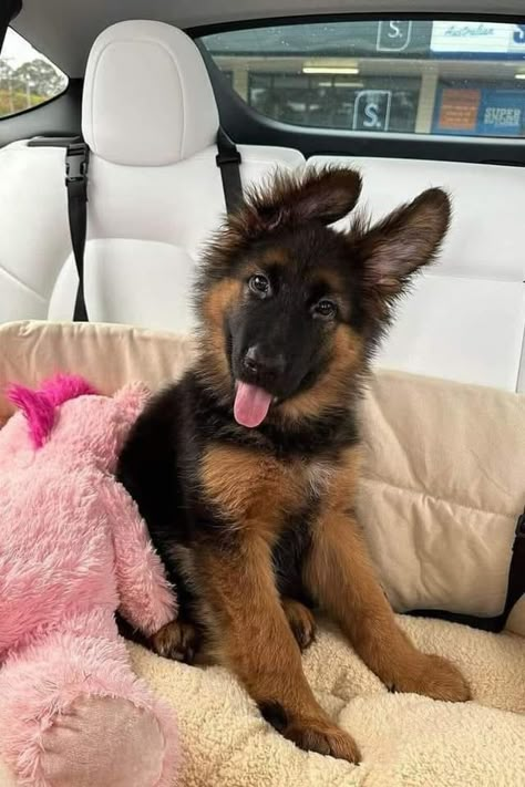 German Shepherd Aesthetic, Dog And Owner Costumes, Cute Big Dogs, Y2k Baddie Aesthetic, Baby German Shepherds, Cute Pet Names, Stylish Dog Beds, Cute German Shepherd Puppies, Big Dog Breeds