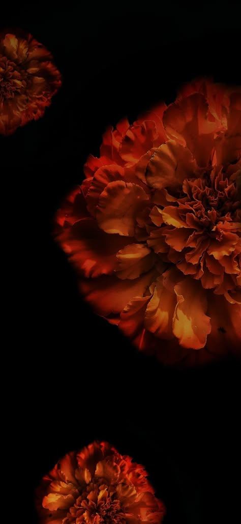 Dark wallpaper, flower wallpaper Moody Flowers Aesthetic, Marigold Wallpaper Iphone Wallpapers, Dark Flower Photography, Chinese Flowers Wallpaper, Flower With Black Background Wallpaper, Flower Wallpaper Black Backgrounds, Dark Flower Aesthetic Wallpaper, Fall Flower Wallpaper, Dark Autumn Wallpaper