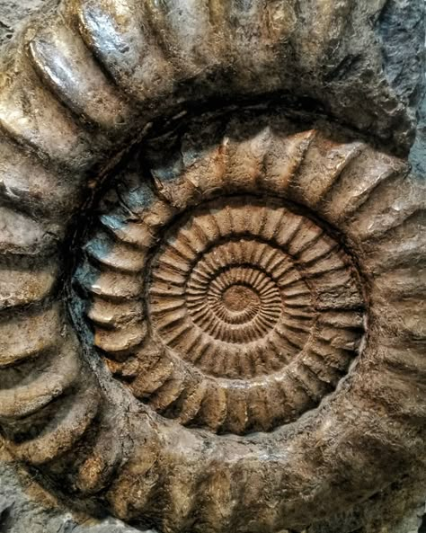 Fossil Wallpaper Iphone, Fossils Aesthetic, Fossil Photography, Fossil Aesthetic, Making Fossils, Geology Aesthetic, Dragon Fossil, Dinosaur Science, Fractals In Nature