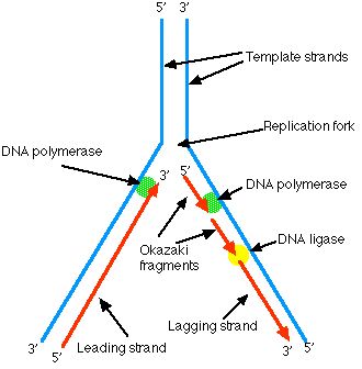 TJ. The Enzymes A portion of the double helix is unwound by a helicase. A molecule of a DNA polymerase binds to one strand of the DNA and begins moving along it in the 3' to 5' direction, using it as a template for assembling a leading strand of nucleotides and reforming a double helix. In eukaryotes, this molecule is called DNA polymerase epsilon (ε). Because DNA synthesis can only occur 5' to 3', a molecule of a second type of DNA polymerase (delta, δ, in eukaryotes) binds to the other templat Anger Mood, Dna Ligase, Confused Mind, Dna Polymerase, Biology Plants, Dna Genetics, Big Data Technologies, Dna Replication, Monthly Journal