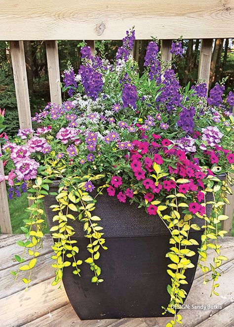 2023 Container Challenge Winners! | Garden Gate Flower Planter Ideas Outdoor Full Sun, Spillers For Containers, Full Sun Planter Ideas, Summer Planter Ideas, Full Sun Planters, Mixed Flower Pots, Front Walkway Ideas, Full Sun Container Plants, Big Leaf Plants