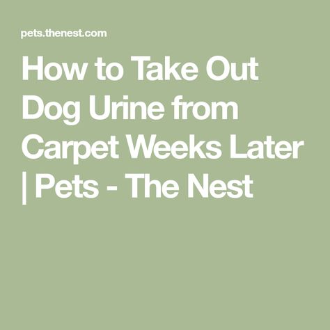 How To Remove Dried Dog Urine From Carpet, Remove Dog Urine Smell From Carpet, Dog Urine Stains Out Of Carpet, How To Deep Clean Carpet Pet Urine, Carpet Cleaner For Dog Urine, Removing Dog Urine From Carpet, How To Get Rid Of Pet Urine In Carpet, Pet Stains Out Of Carpet Urine Smells, Carpet Cleaner Homemade For Machine Pets Dog Urine