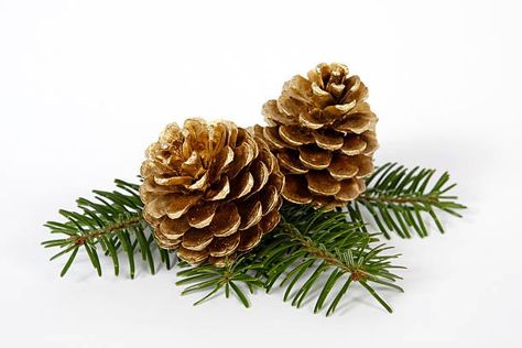 Pine Cone Tree, White Pine Cone, Pine Cone Crafts, Holly Leaves, Christmas Greenery, Christmas Card Design, Holly Leaf, Pine Needles, Christmas Illustration