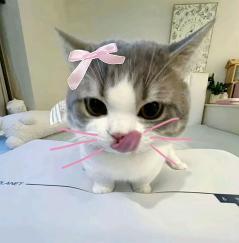 widget Cute Small Animals, Funny Animal Photos, Silly Cats Pictures, Cute Cats Photos, Cat Icon, Cat Aesthetic, Funny Cute Cats