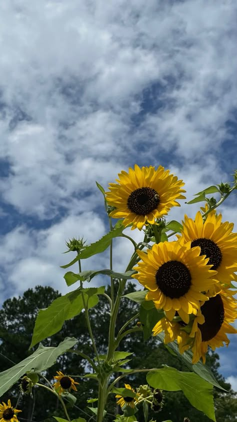 Iphone Wallpaper Sunflower, Sun Flowers Aesthetic, Lotus Flower Pictures, Sunflower Photography, Flowers Photography Wallpaper, Beauty Wallpaper, Sunflower Pictures, Sunflower Wallpaper, Nothing But Flowers