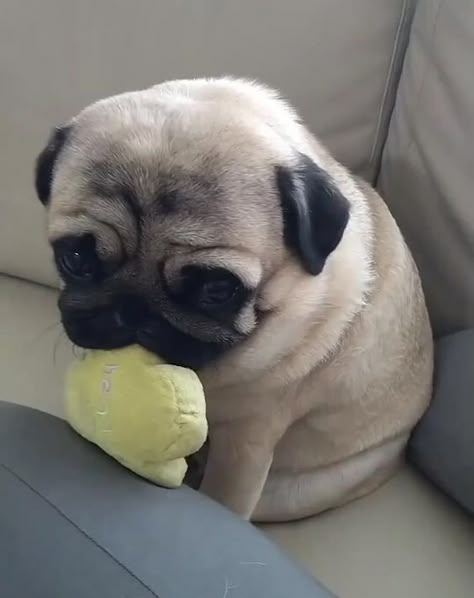 Pugs Cute, Sam And Frodo, Funny Pug Videos, Pug Videos, Funny Pugs, Dog Snapchats, Cute Pug Puppies, Pug Dogs, Very Cute Puppies