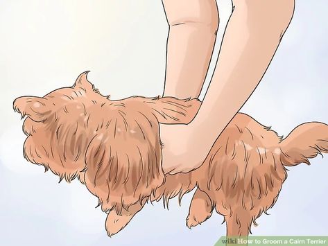 How to Groom a Cairn Terrier (with Pictures) - wikiHow Cairn Terrier Grooming Haircuts, Cairn Terrier Haircut, Cairn Terrier Grooming, Heimlich Maneuver For Dogs, Cairn Terrier Puppies, Cairn Terrier Mix, Dog Hair Dryer, Heimlich Maneuver, Active Dogs