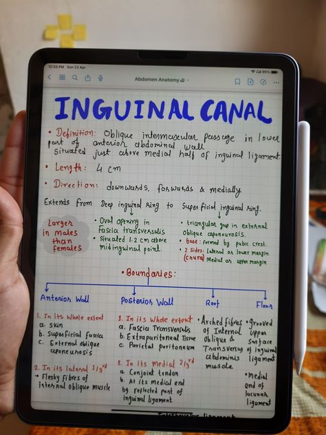 Inguinal Canal Diagram, Inguinal Canal Anatomy, Adductor Canal Anatomy, Abdominal Anatomy, Med Notes, Anatomy Notes, Physical Therapy School, Physical Therapy Student, Medicine Notes