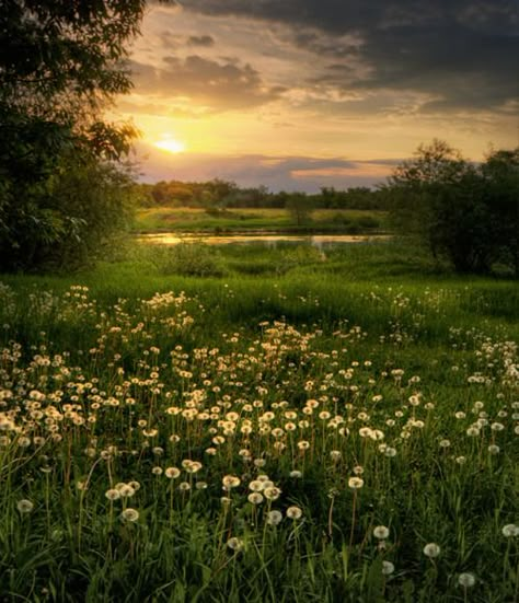 #312 early morning sunshine gracing a meadow. Long Grass Field, Tough Perennials, Meadow Landscape, Theme Nature, Foto Tips, City Life, Nature Photos, Country Life, Beautiful Photography