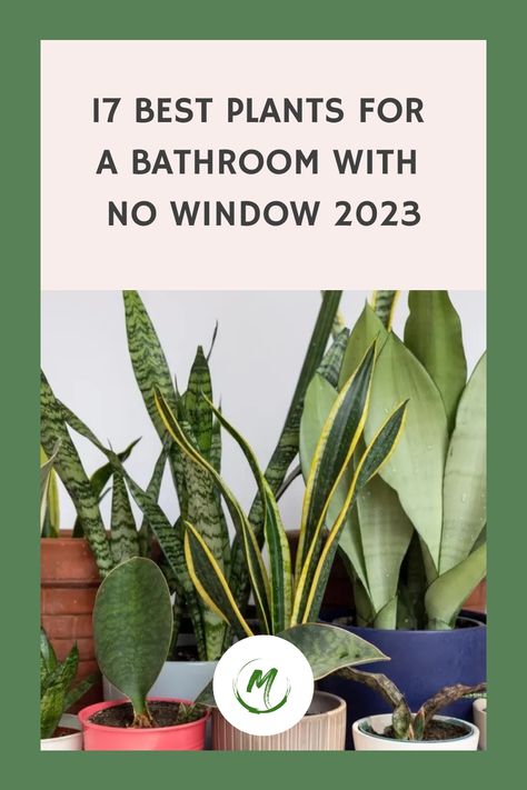 Whether it’s a spider plant or a snake plant, finding the best plants for a bathroom with no window isn’t only possible but also rewarding. Bathroom Plants With No Window, Plants In Bathroom No Window, Plants Bathroom No Window, Plants For Bathroom With No Windows, Spider Plants Indoor, Bathrooms With Plants, Plants For Showers No Light, Best Plants For Bathroom With No Window, Bathrooms Without Windows