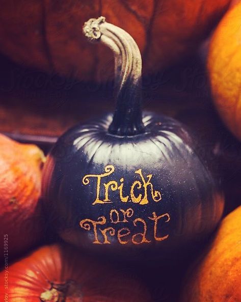 @falllove_to_christmaslove_ on Instagram: “🍁🍂🎃🍁🍂 #trickortreat #fall #ilovefall #ilovefall🍁 #ilovefallmostofall #halloween #harvest #autumn #mostwonderfultimeoftheyear #pumpkin…” Jack Skellington Pumpkin, Chaotic Mind, Minimalist Halloween, Halloween Pumpkins Painted, Pretty Pumpkins, Halloween Love, Modern Halloween, Halloween Table Decorations, Black Pumpkin