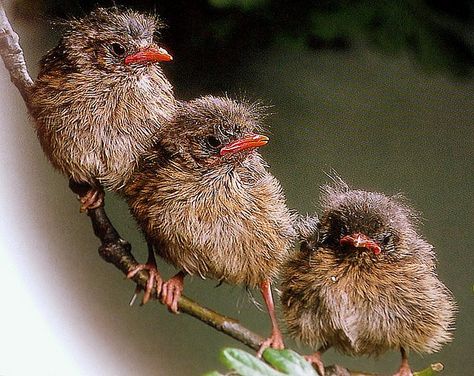 .baby robins   cute babies                                            By coral.hen4800 michael (flickr) Robin Photos, Baby Robin, Baby Birds, Robin Bird, Baby Bird, Backyard Birds, All Birds, Pretty Birds, Bird Photo