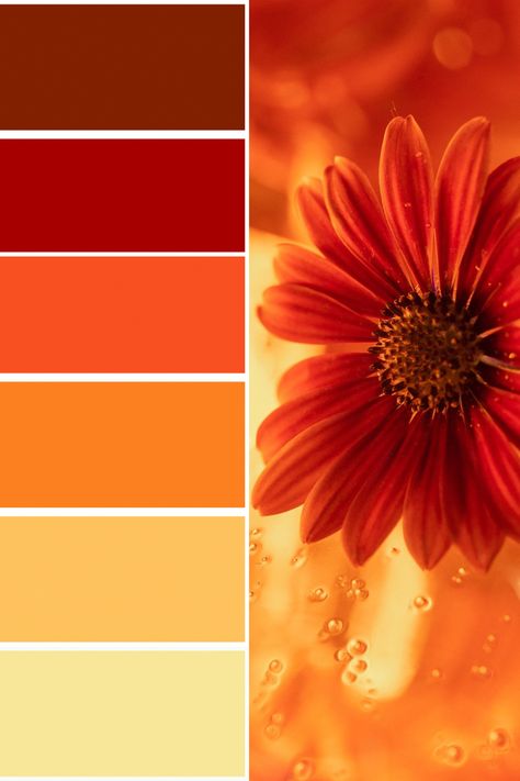 Sunflower Color Palette Orange Color Pallete Colour Palettes, Red Orange Yellow Palette, Burn Orange Color Pallet, Vibrant Orange Color Palette, Orange Colour Palette Inspiration, Red And Yellow Colour Palette, Yellow And Red Palette, Color Palette Red And Yellow, Orange Red Colour Palette