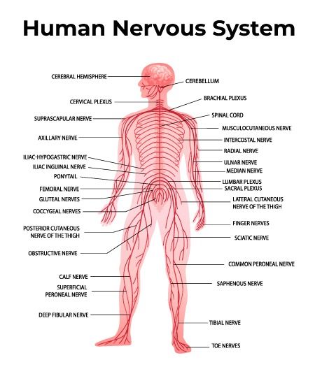 What is Nervous System? - Parts, Types and Functions - GeeksforGeeks Nervous System Parts And Functions, Nervous System Parts, Nervous System Diagram, Japanese Spitz Puppy, Nervous System Anatomy, Spitz Puppy, Human Nervous System, Median Nerve, Basic Anatomy