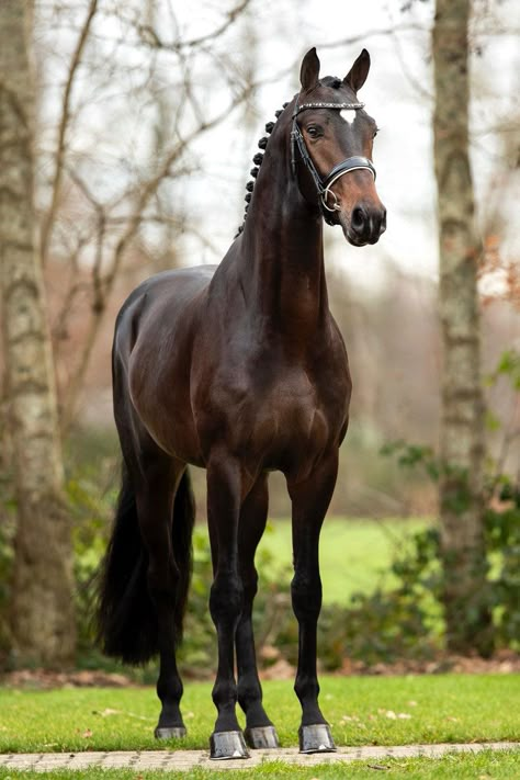 Bay Warmblood Horse, Dark Chestnut Horse, Dark Brown Horse Aesthetic, Dark Bay Horse, Dark Brown Horse, Kwpn Horse, Horse In Motion, English Horses, Horse Standing