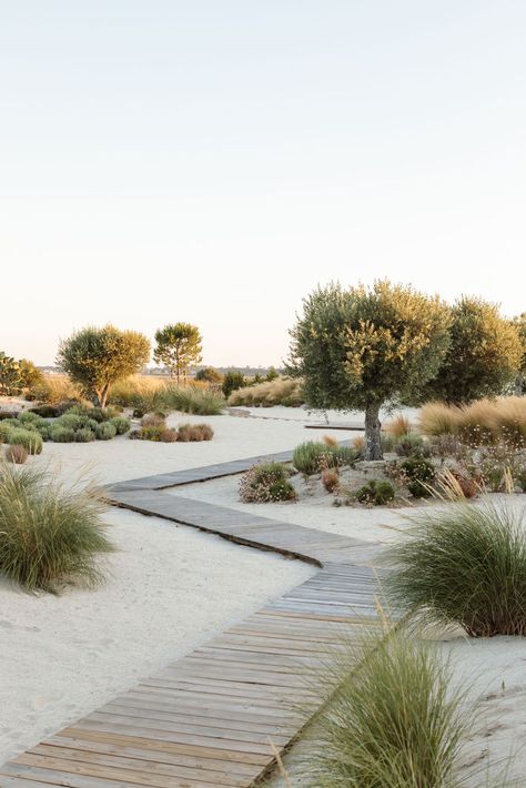 Gallery of Hopscotch House / Antonio Costa Lima Arquitectos - 17 Sand Dune Landscape Design, Landscape Outdoor, Sand Landscape Design, Joshua Tree Landscaping, Sand Garden Ideas, Landscape Gardening, Sand Landscape Ideas, Sand Landscape, Sand Garden