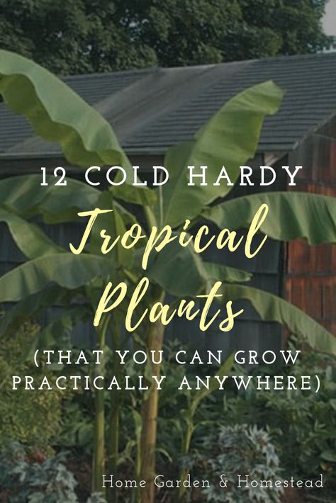 Hardy Tropical Plants, Plants Around Pool, Tropical Garden Plants, Landscaping Around Pool, Tropical Backyard Landscaping, Small Tropical Gardens, Pool Plants, Tropical Patio, Tropical Landscape Design