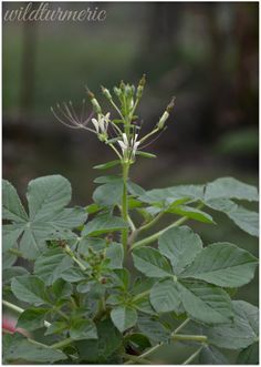 Medicinal Herbs Remedies, African Herbs, Medicinal Weeds, Ayurvedic Plants, Health Benefits Of Ginger, Fertility Health, Medical Herbs, Herbal Plants, Natural Healing Remedies